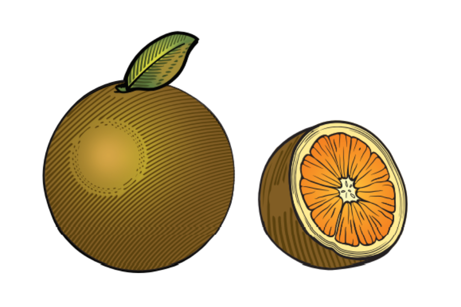 unique citrus chocolate navel orange illustration