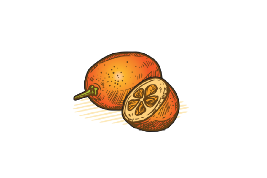 unique citrus kumquat illustration