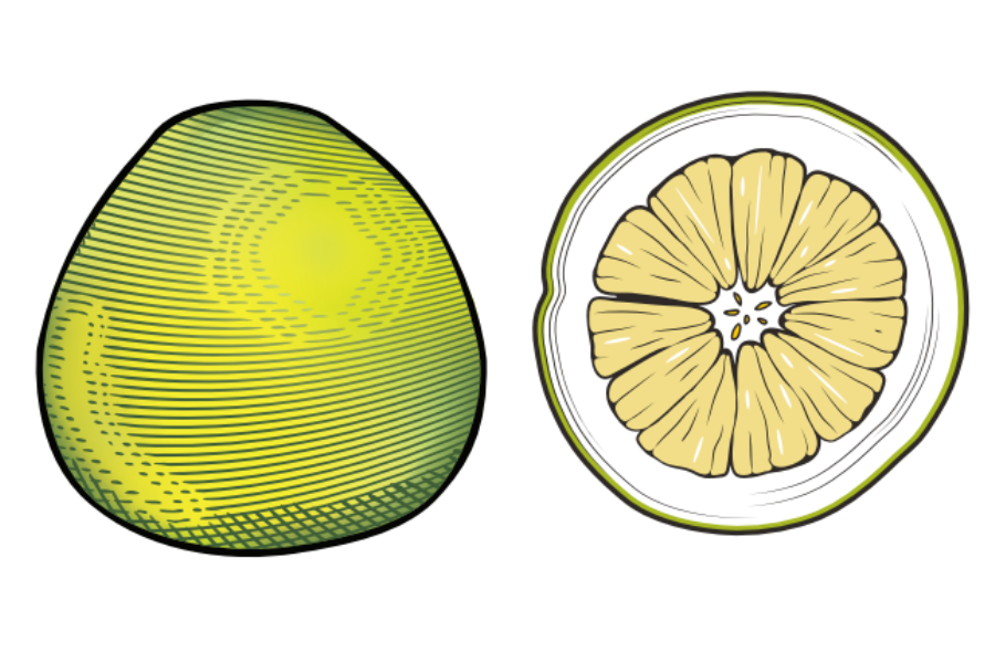 unique citrus pomelo illustration