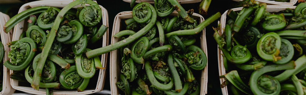 Boxes of Fiddleheads