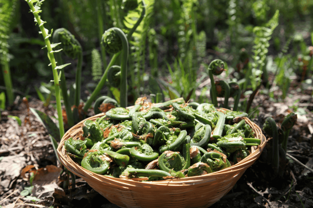 Basket of fiddlehead fern buds on site