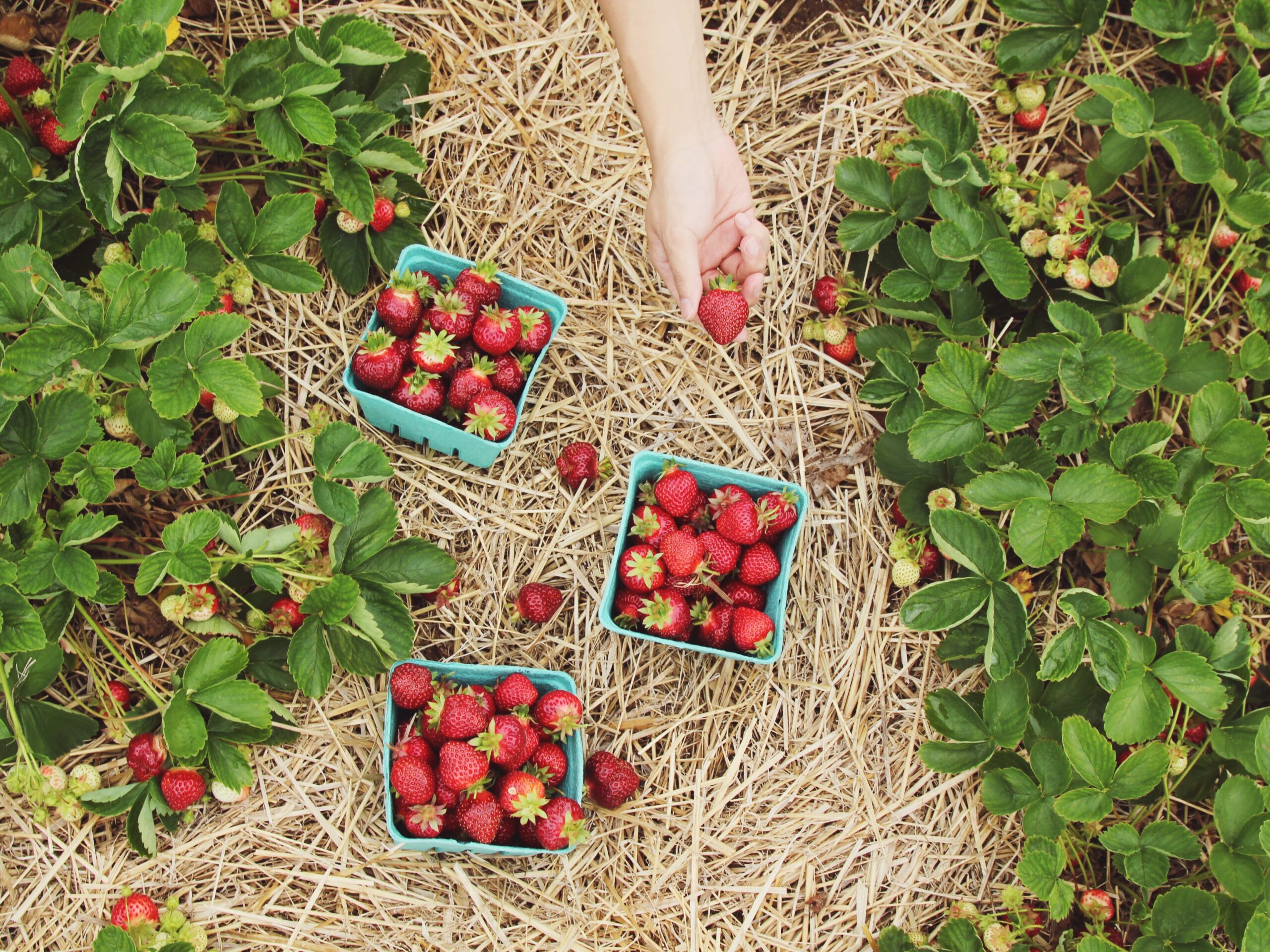 3 baskets of strawberries laying in field