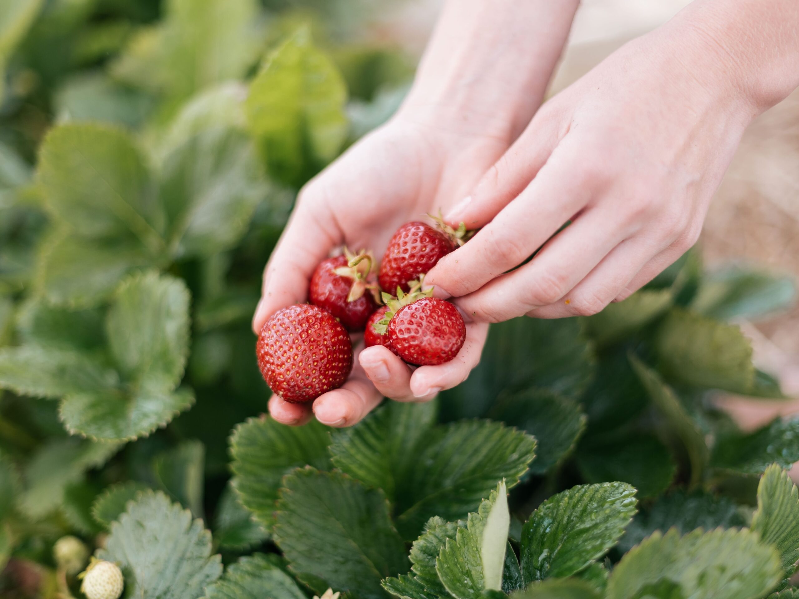 picking strawberries