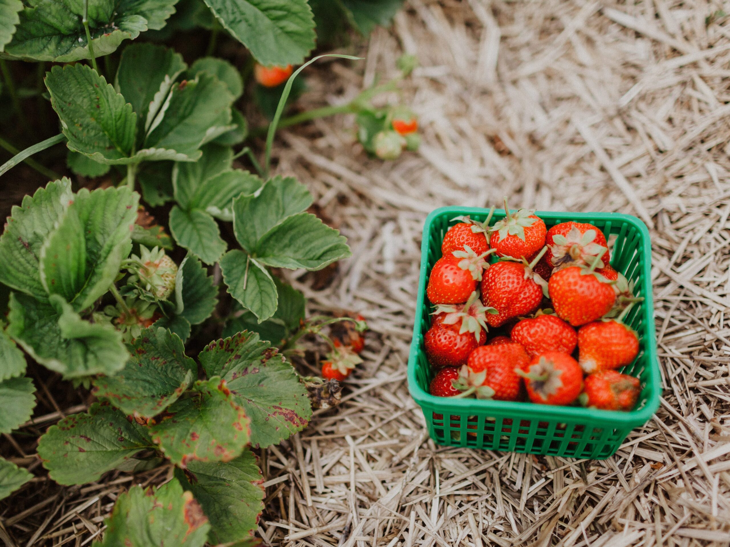 basket of strawberries in field