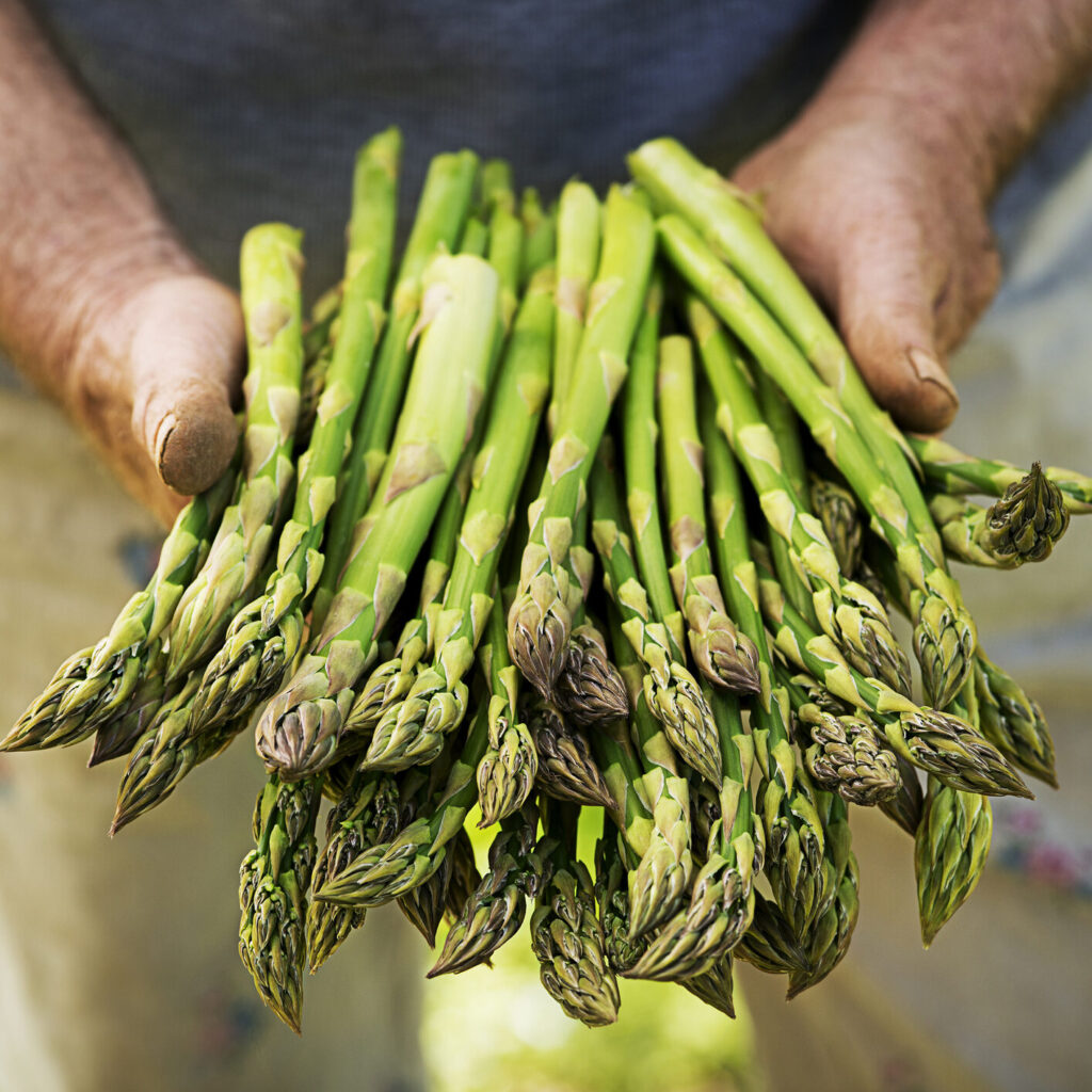 fresh green asparagus in farmer's hands