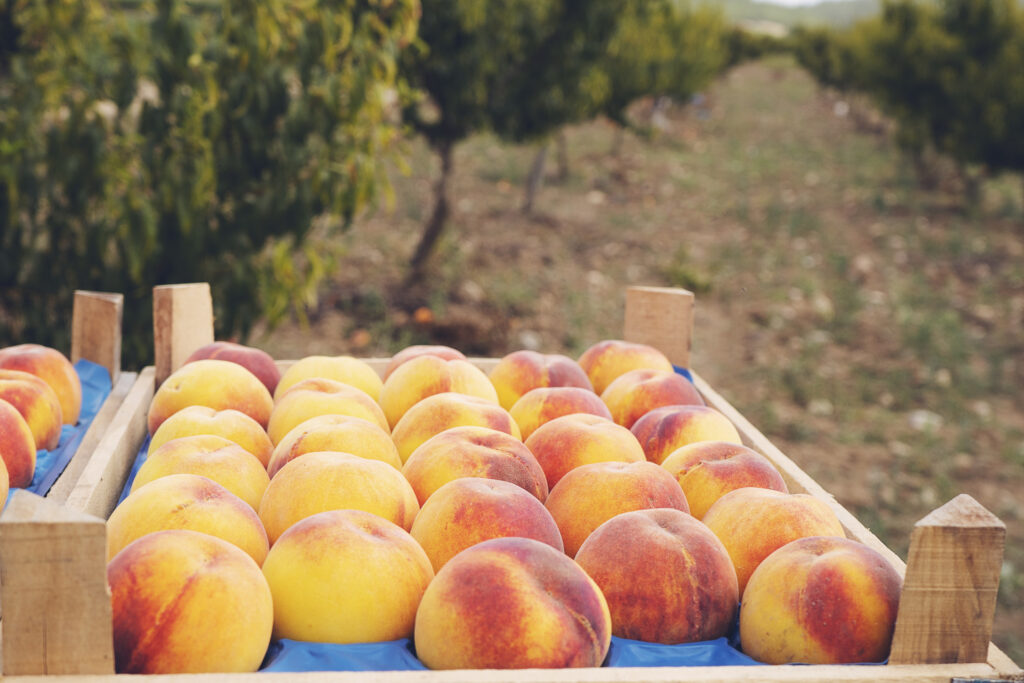 Harvested peaches in orchard