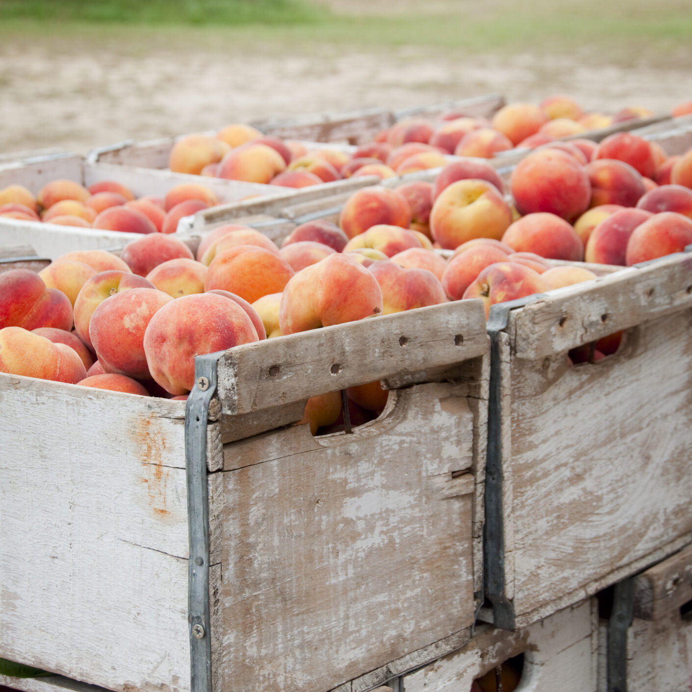 Crates of picked peaches.
