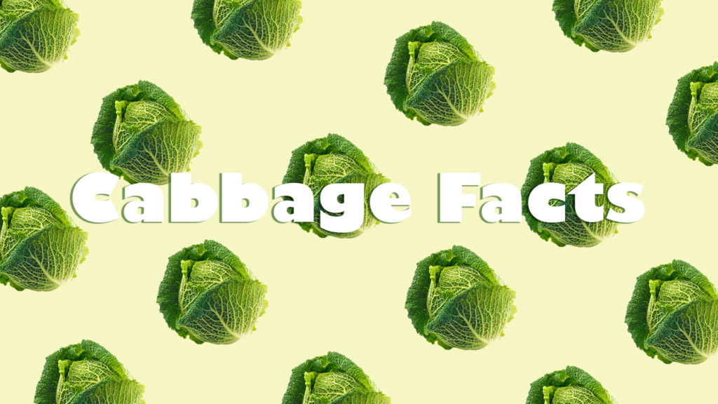 cabbage facts graphics