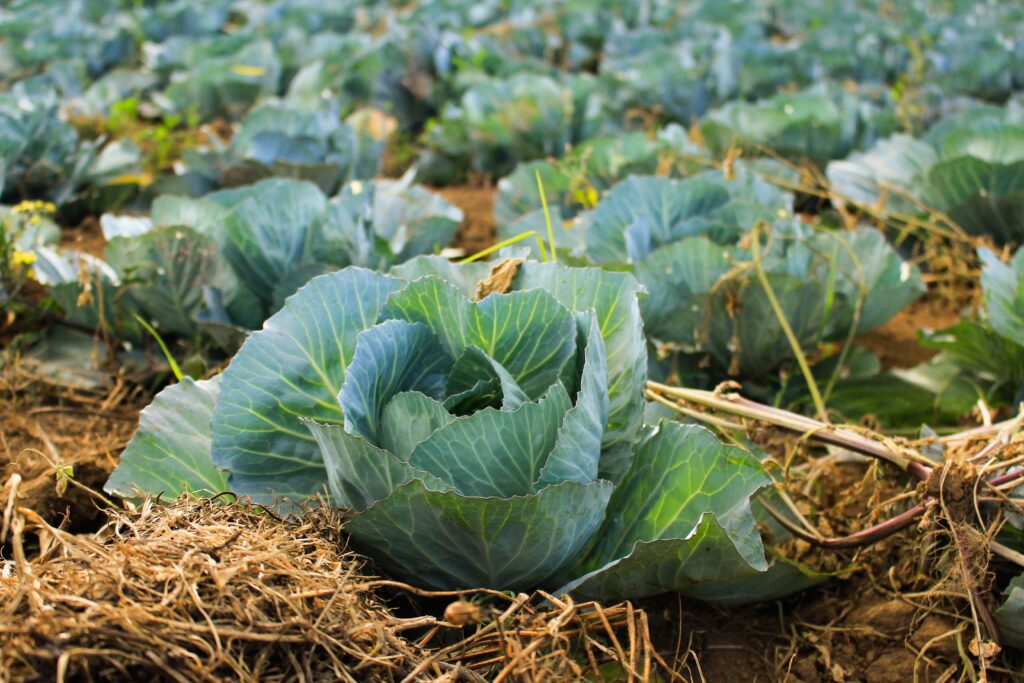 Green Cabbage at a farm