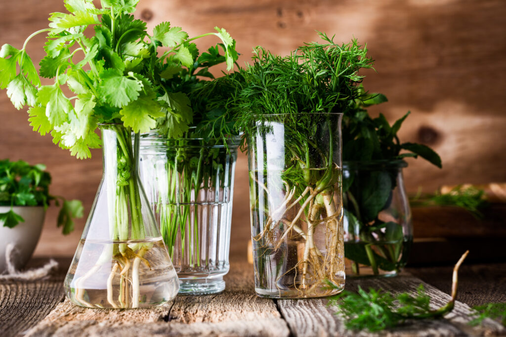 Herbs in glasses of water.