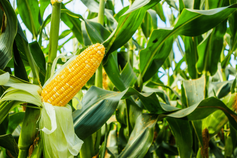 When Is Corn Season in Canada? | Farm Boy