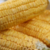 When Is Corn Season in Canada? | Farm Boy