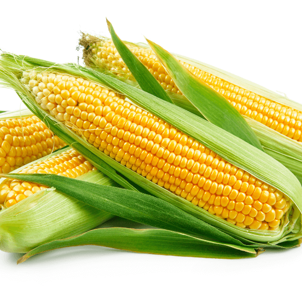 pile of sweet corn on white background