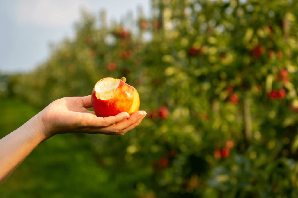 Beautiful, ripe red apple being held and displayed, on a blurred background.