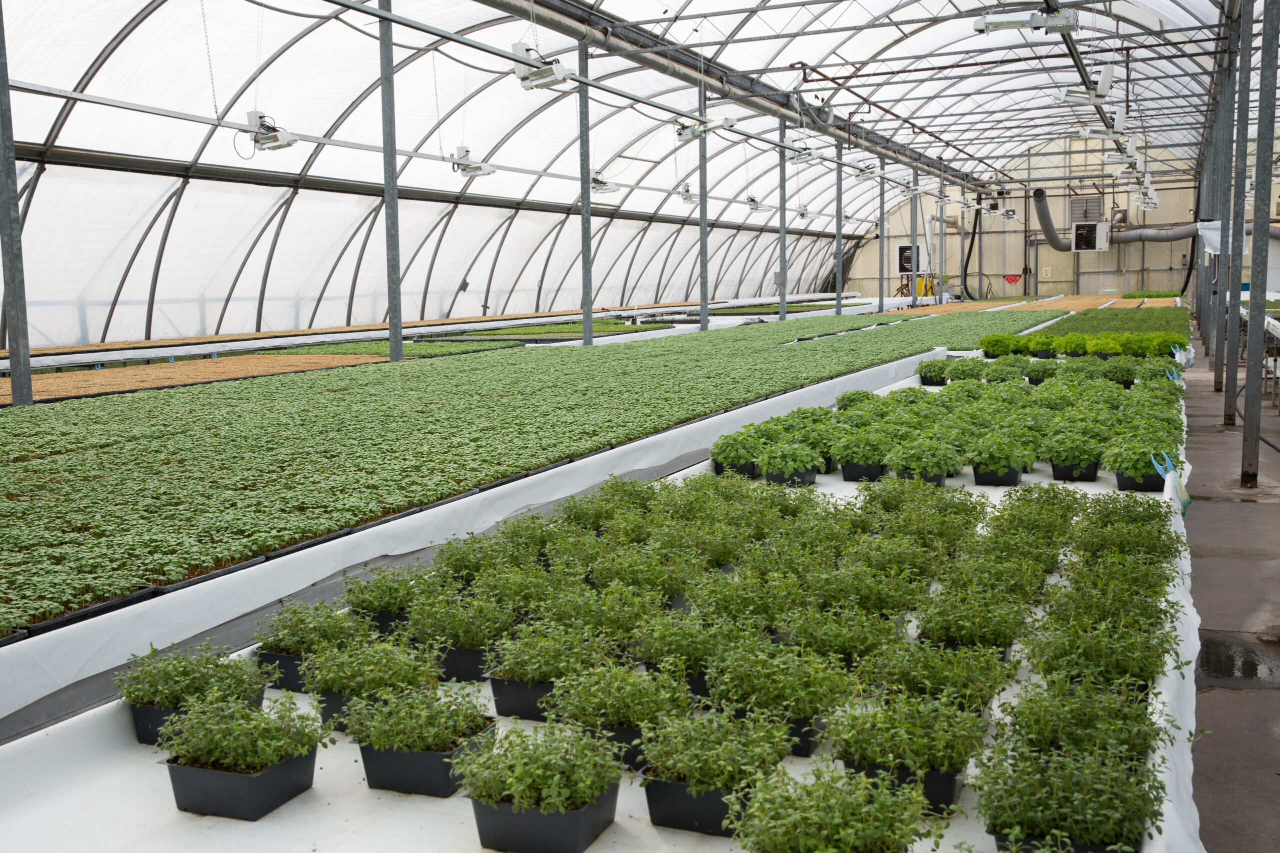 Slegers Greens Greenhouses