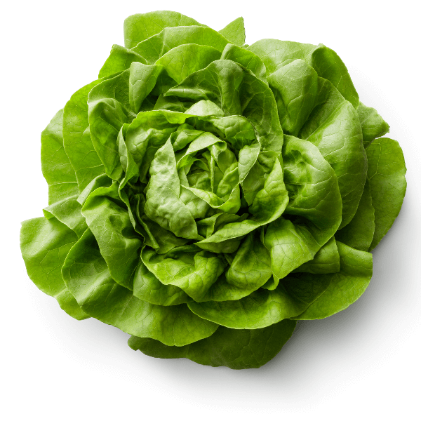 Bib Lettuce Isolated on White Background