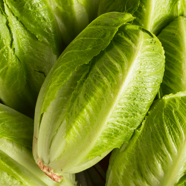 Pile of romaine lettuce