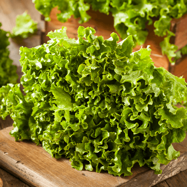 Fresh Healthy Organic Green Leaf Lettuce Ready to Eat