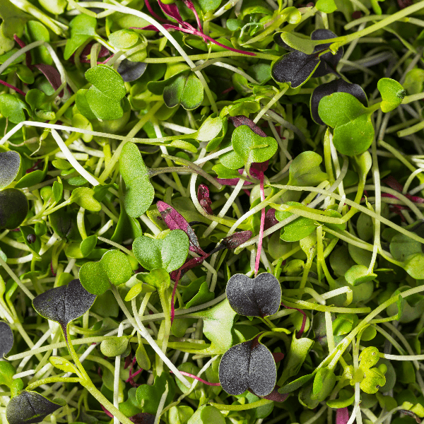 Green Organic Raw Microgreen Sprouts Ready to Eat