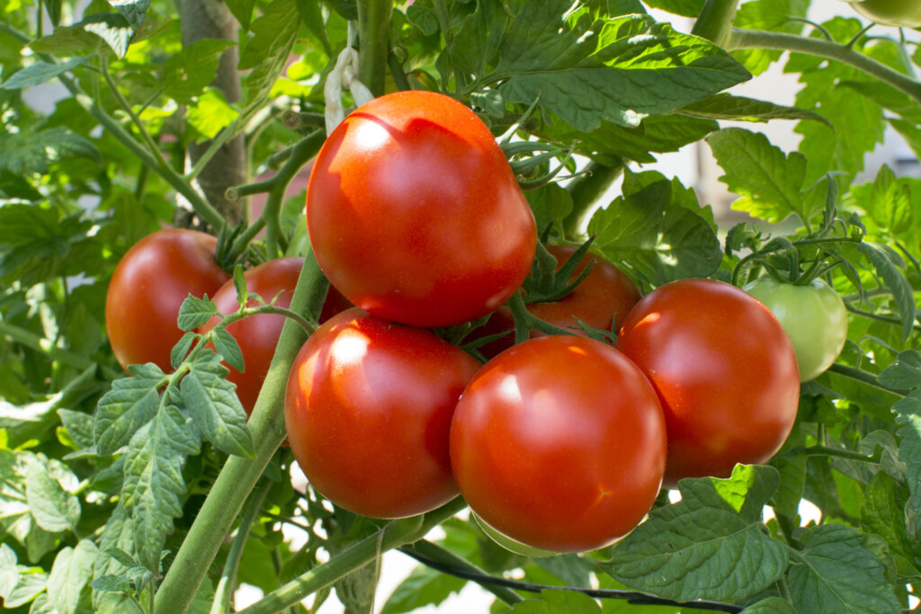 Tomato, Vegetable Garden, Vine - Plant