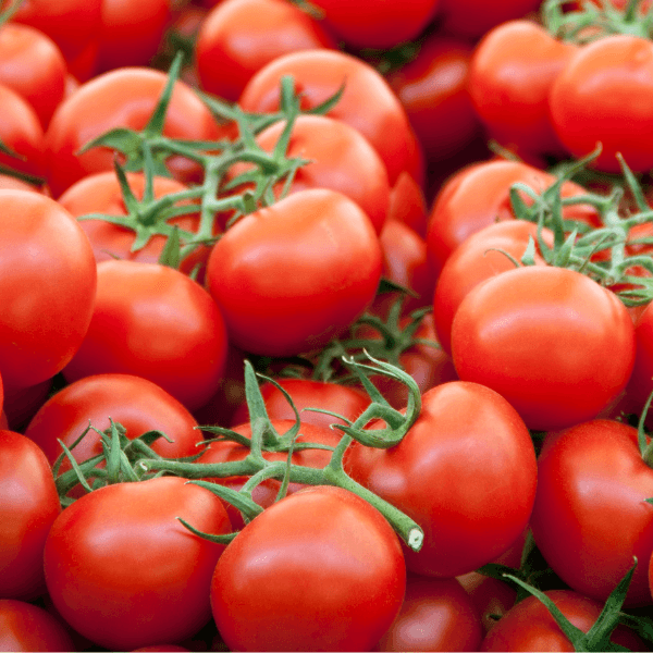 Pile of tomatoes on the vine.