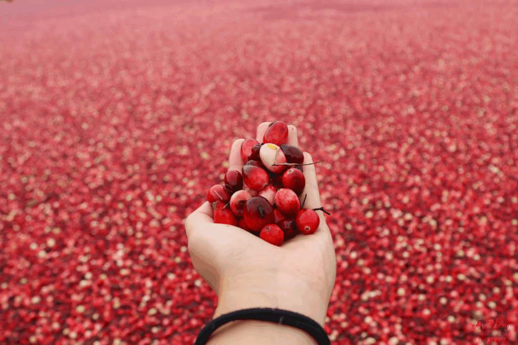 A close-up of a hand holding freshly harvested cranberries against the backdrop of a vast cranberry bog.