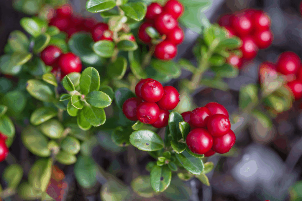 Defocused background. Selective focus in the center of the frame. Red cranberries grow in the forest.