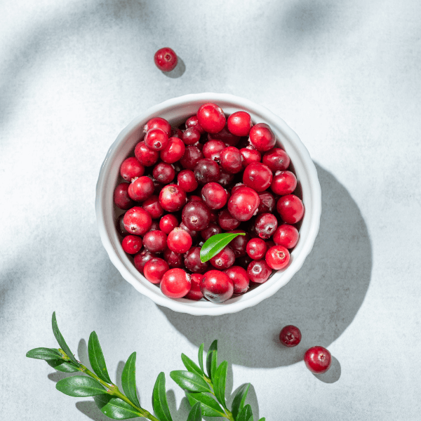 Fresh cranberries in a white bowl on a light background with green branch and sunlight