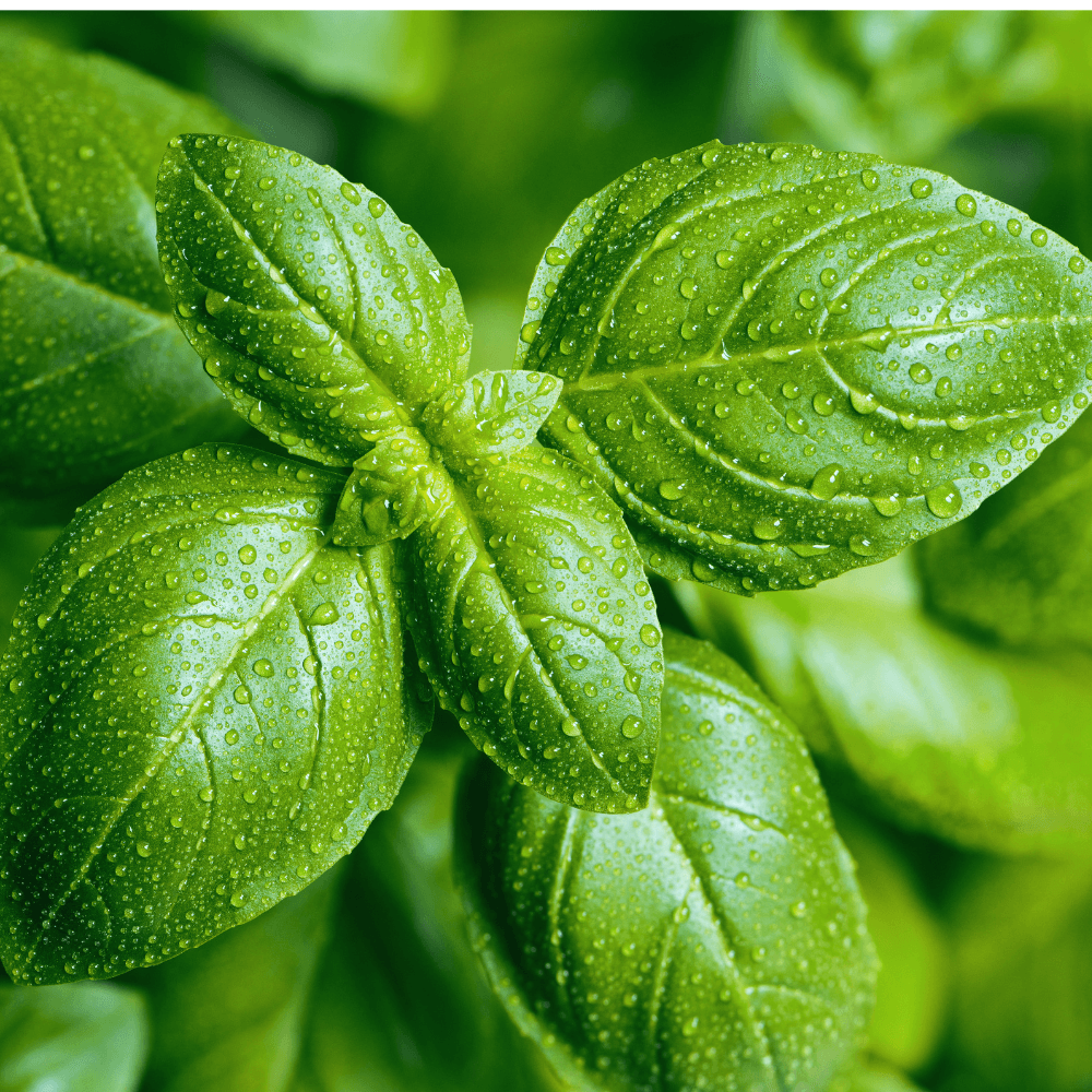 Close up of fresh basil in herb garden