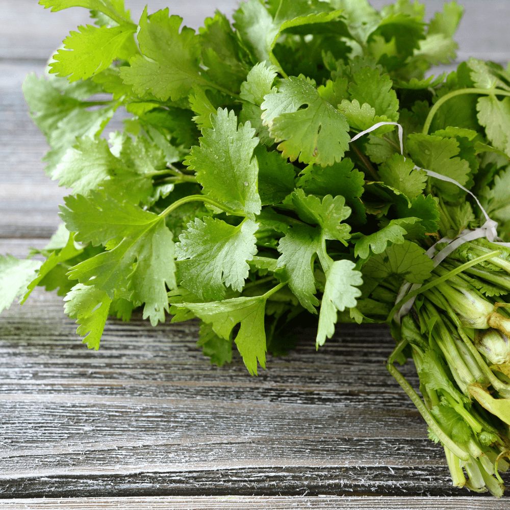 Bunch of fresh herb cilantro on wooden board