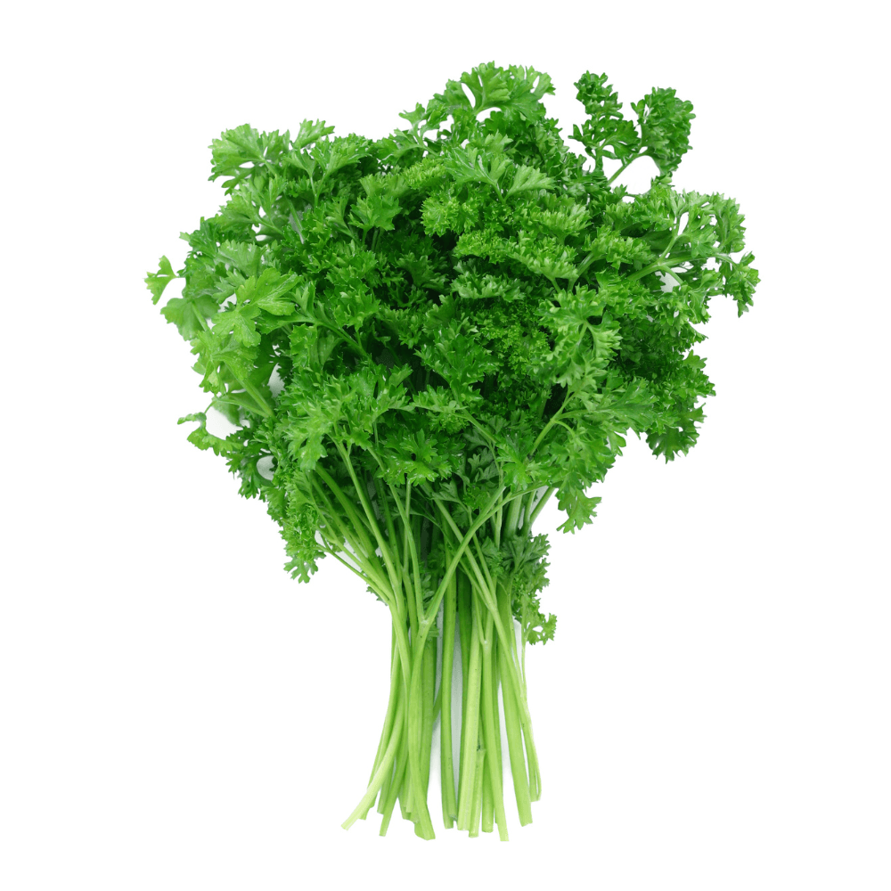 Bunch of fresh curly parsley isolated on white background