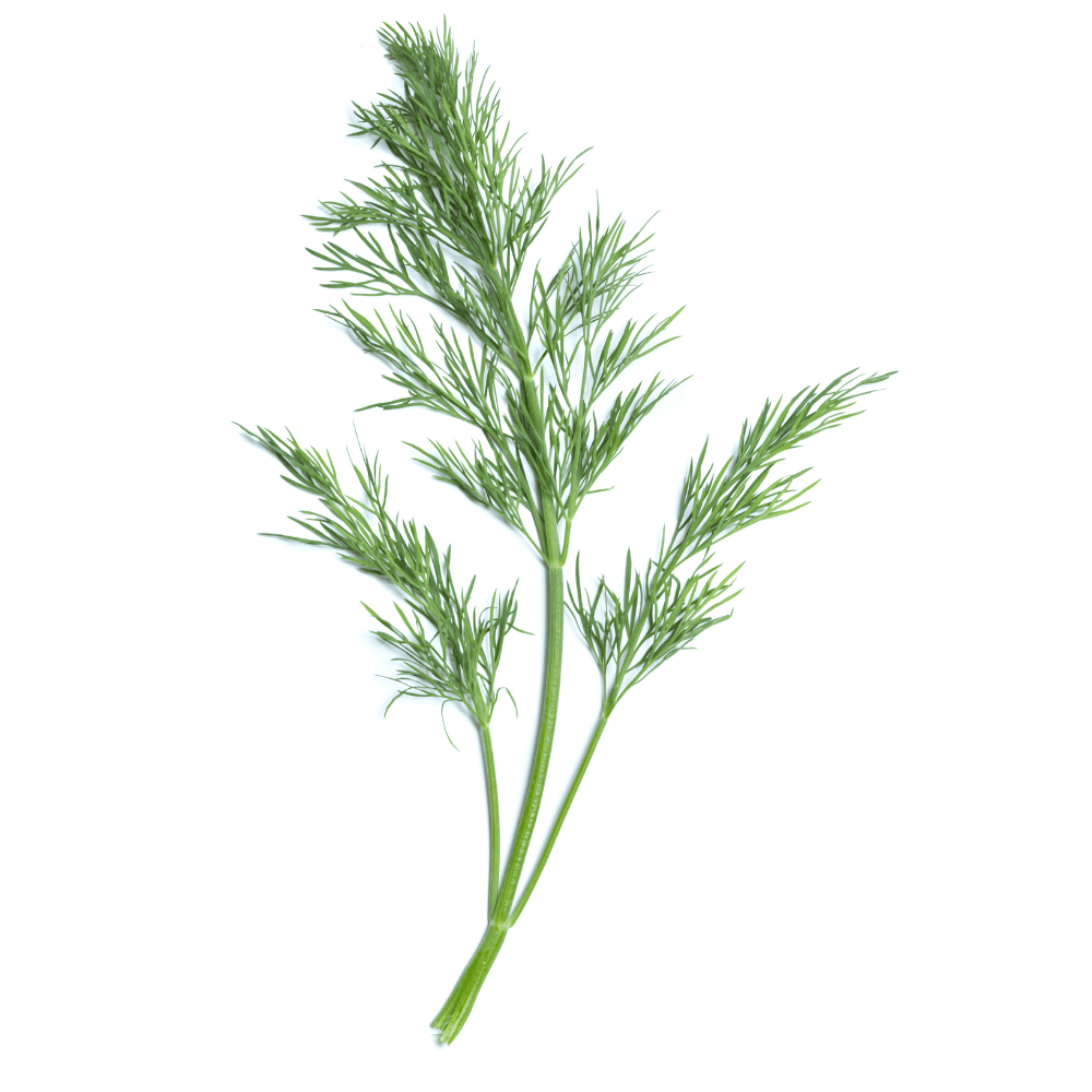 Sprig of fresh dill herb isolated on white background