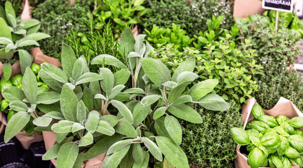 Assortment of fresh aromatic herbs: basil, sage, thyme, rosemary, and oregano in kraft paper pots, perfect for cooking and gardening