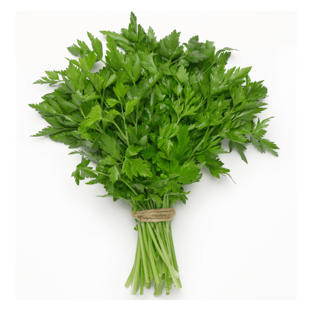 A bunch of Italian parsley on white with soft shadow.