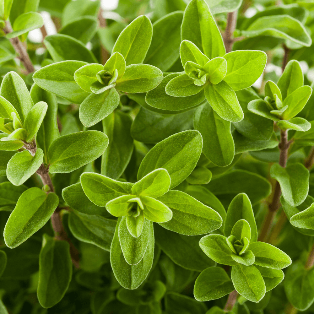 Marjoram background, sprig of marjoram