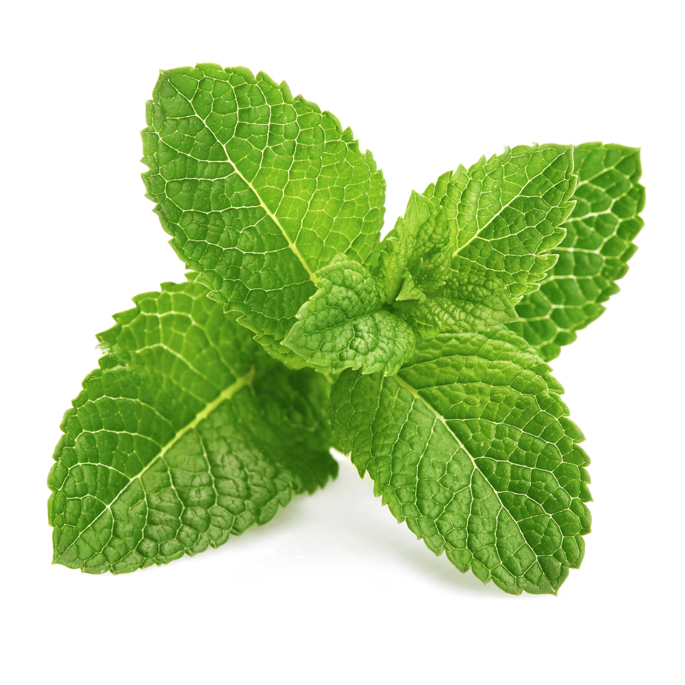 Fresh leaf mint green herbs ingredient for mojito drink, isolated on white background.