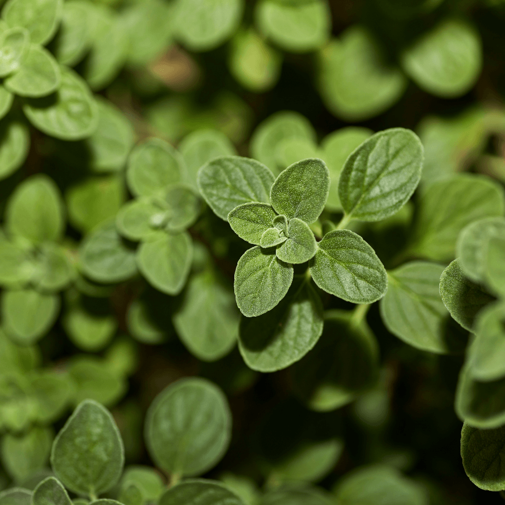 Organic Oregano growing in a Garden