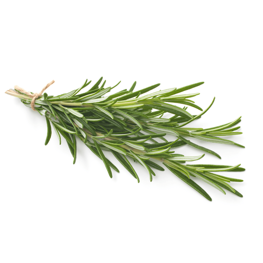 Sprigs of fresh rosemary isolated on white background