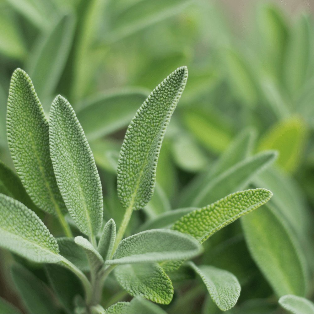 Organic sage plants growing in the fields, close up view.
