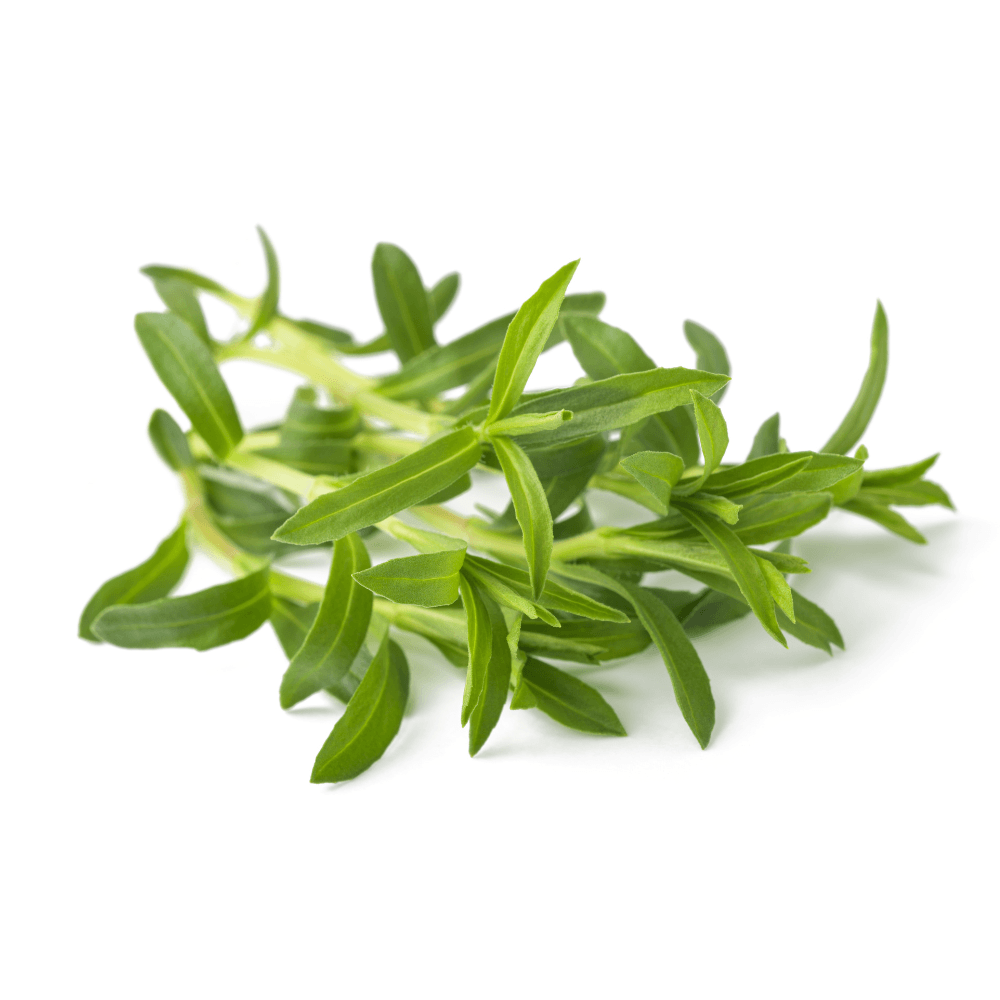 Bunch of summer savory fresh herb isolated on white background