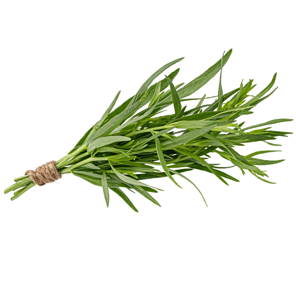Twine-wrapped bunch of fresh tarragon isolated on white background