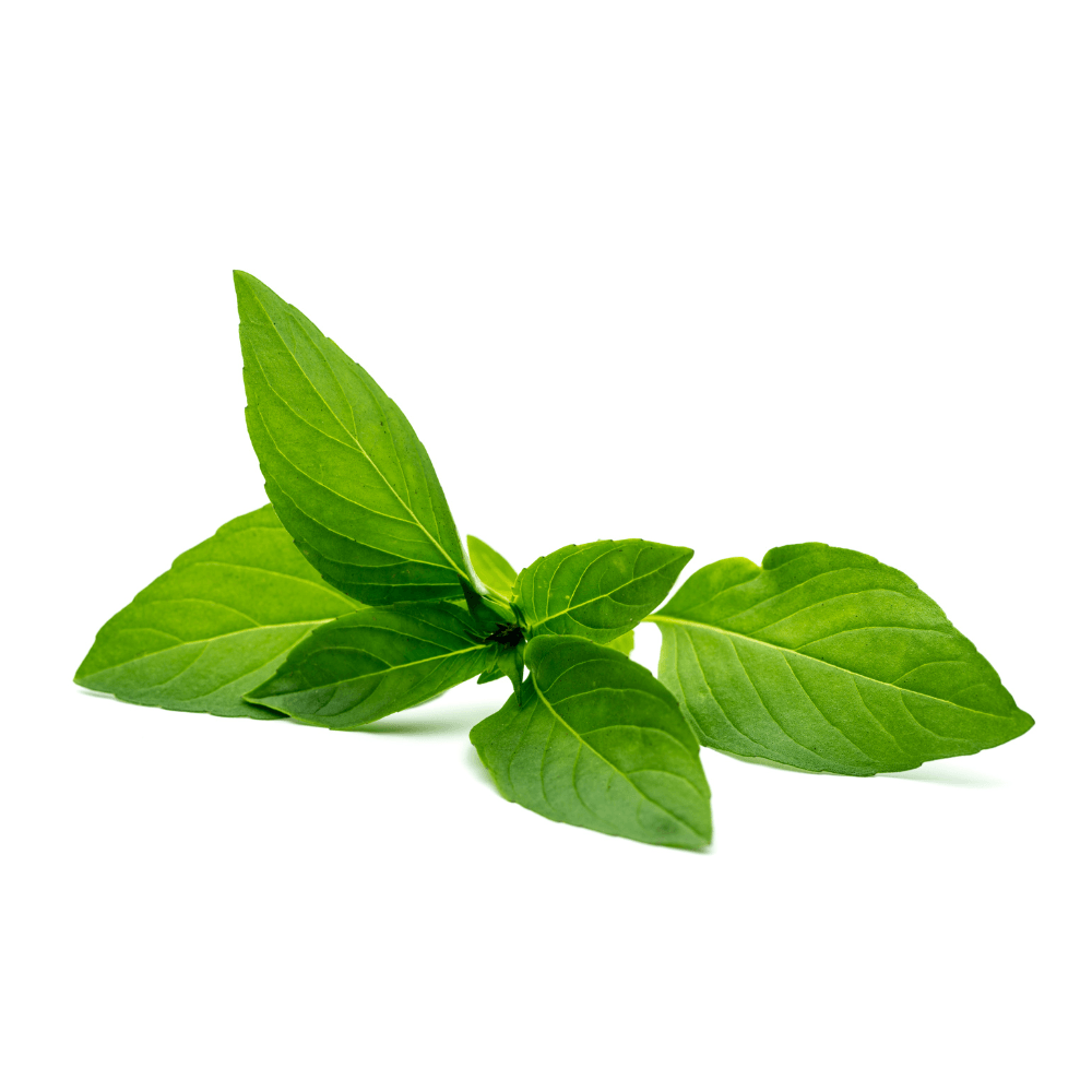 Cluster of Thai basil leaves isolated on white background
