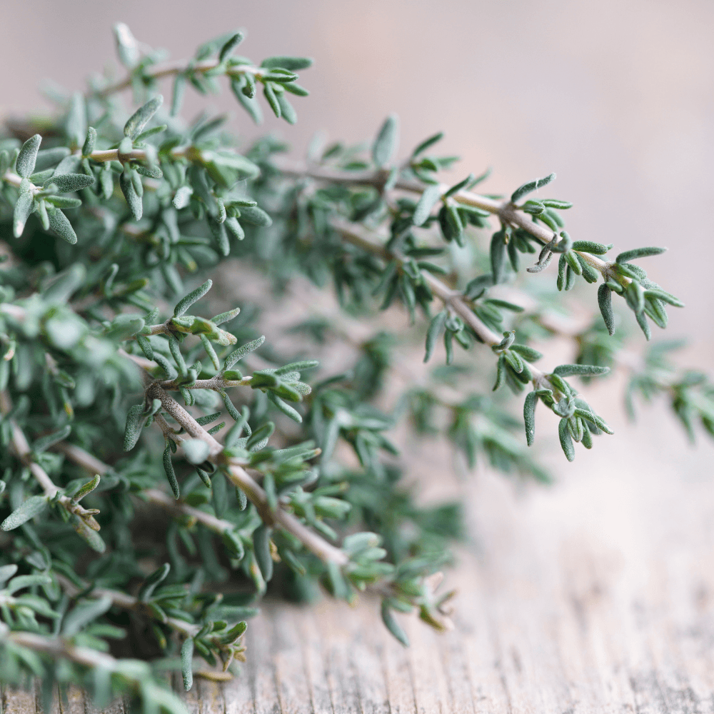 Thyme leaves on an old wooden table