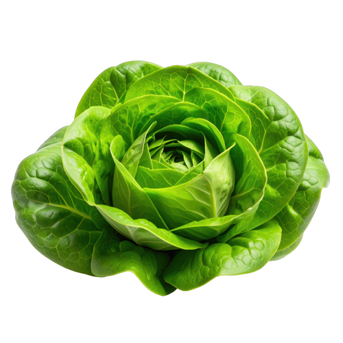 one fresh Boston Lettuce head