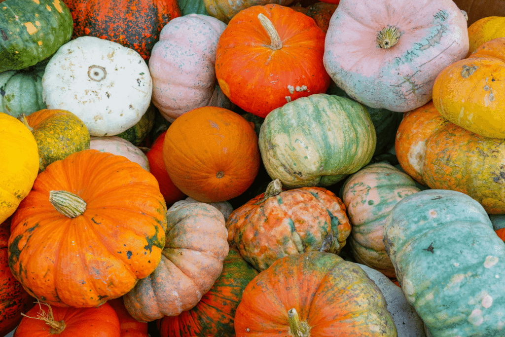 Pile of various pumpkins at harvest time