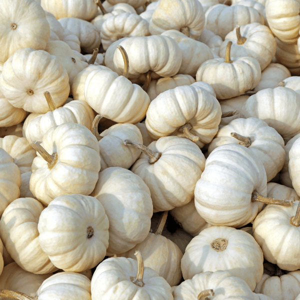 Pile of white pumpkins