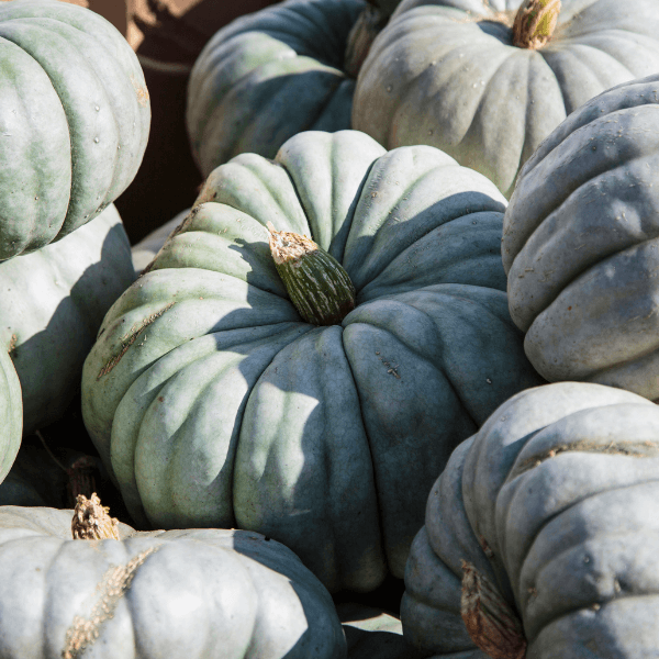 Pile of blue pumpkins