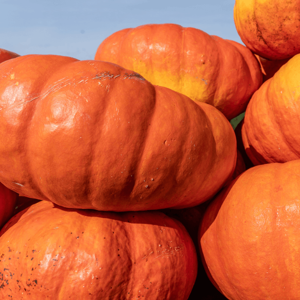 Stacks of Cinderella pumpkins outside
