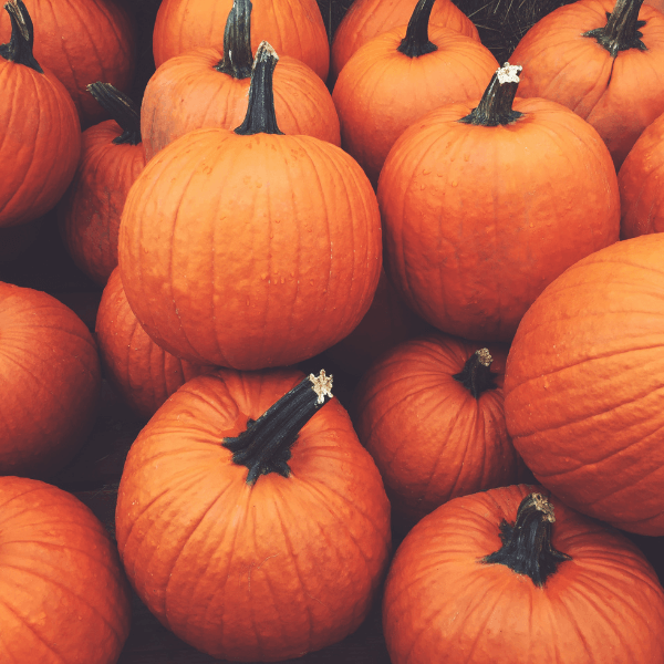 Pile of orange pumpkins outside