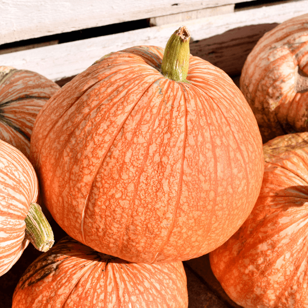 Pile of red-veined One too Many pumpkins outside at farmer's market